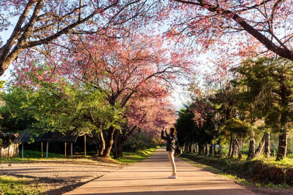 La saison des cerisiers en fleurs à Chiang Mai